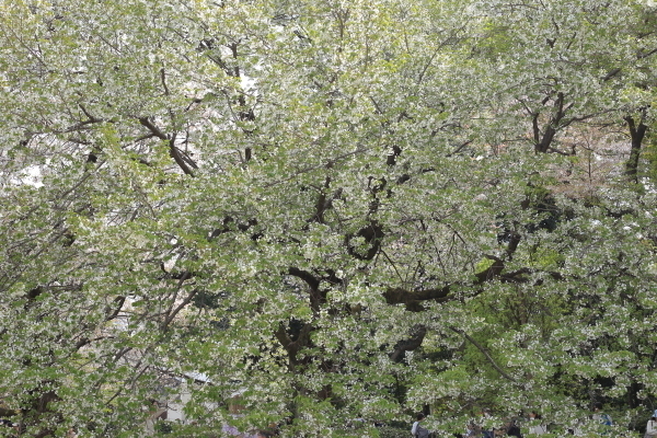 bIMG_4255.JPG
