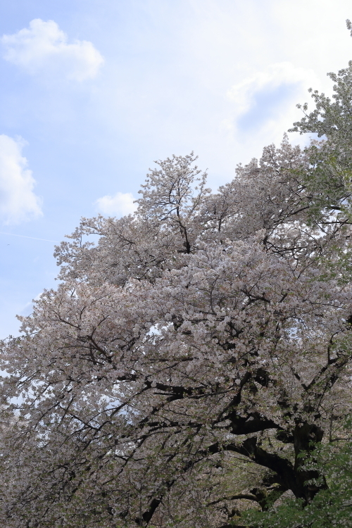 bIMG_4257.JPG